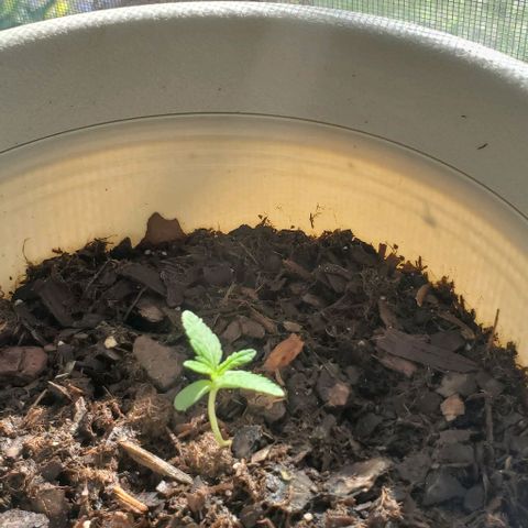 Tati's wedding cake 🎂  growlog timeline photo