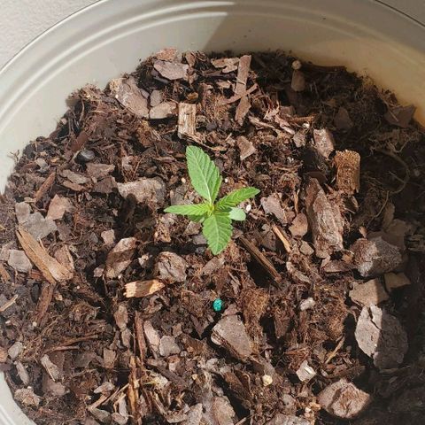 Tati's wedding cake 🎂  growlog timeline photo