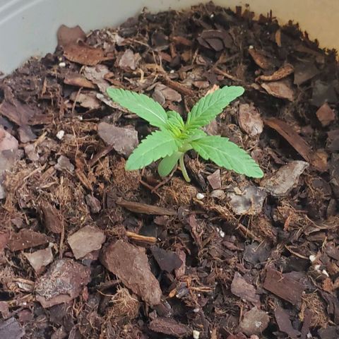 Tati's wedding cake 🎂  growlog photo: Getting so big
