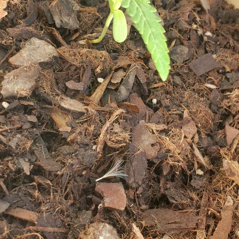 Tati's wedding cake 🎂  growlog photo: Looking soo good soon time for first nutrients 