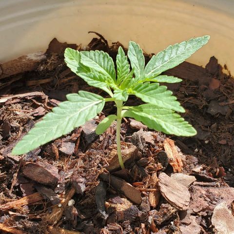 Tati's wedding cake 🎂  growlog timeline photo