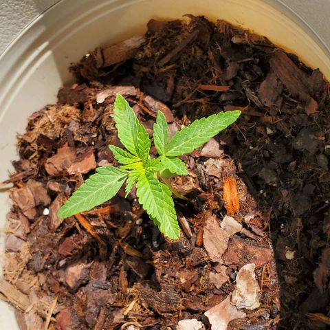 Tati's wedding cake 🎂  growlog timeline photo