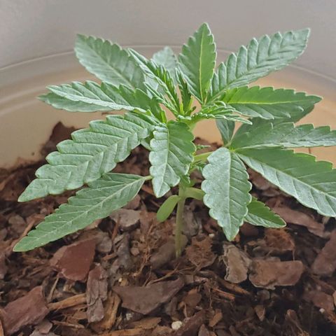 Tati's wedding cake 🎂  growlog timeline photo