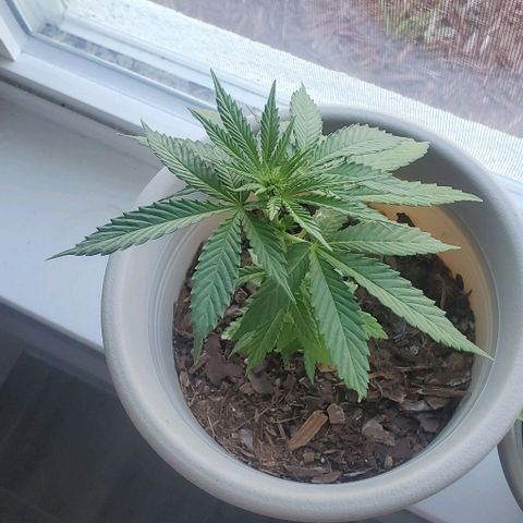 Tati's wedding cake 🎂  growlog timeline photo
