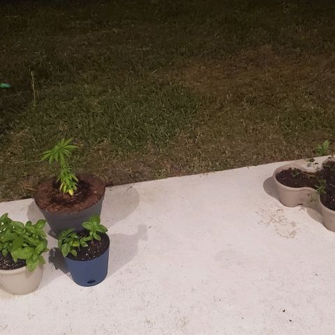 Tati's wedding cake 🎂  growlog photo: Replanted but need a 5 gallon bucket. There was so much roots I was amazed how fast these things grow.