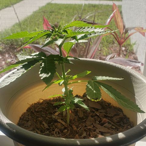 Tati's wedding cake 🎂  growlog timeline photo
