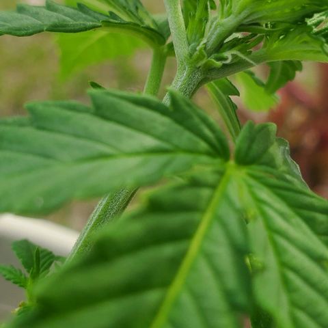 Tati's wedding cake 🎂  growlog photo: Starting to see buds early in my opinion. What you think?