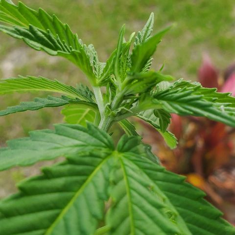 Tati's wedding cake 🎂  growlog photo: Starting to see buds early in my opinion. What you think?