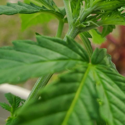 Tati's wedding cake 🎂  growlog photo: Starting to see buds early in my opinion. What you think?