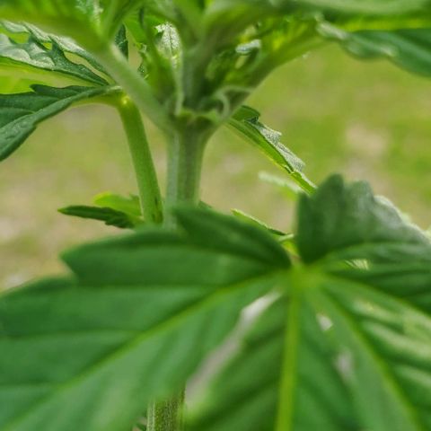 Tati's wedding cake 🎂  growlog photo: Starting to see buds early in my opinion. What you think?