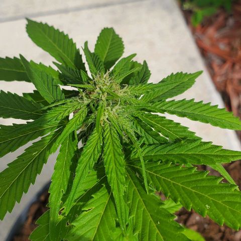 Tati's wedding cake 🎂  growlog photo: This plant is looking good