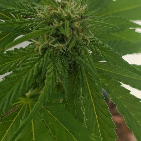 Tati's wedding cake 🎂  growlog photo: This plant is looking good
