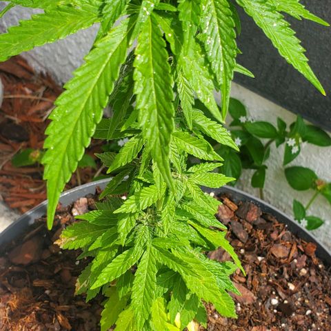 Tati's wedding cake 🎂  growlog photo: Mother nature just gave her a 5 min shower for the day 