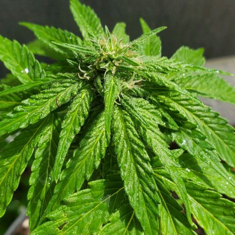 Tati's wedding cake 🎂  growlog photo: Mother nature just gave her a 5 min shower for the day 