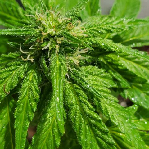 Tati's wedding cake 🎂  growlog photo: Mother nature just gave her a 5 min shower for the day 