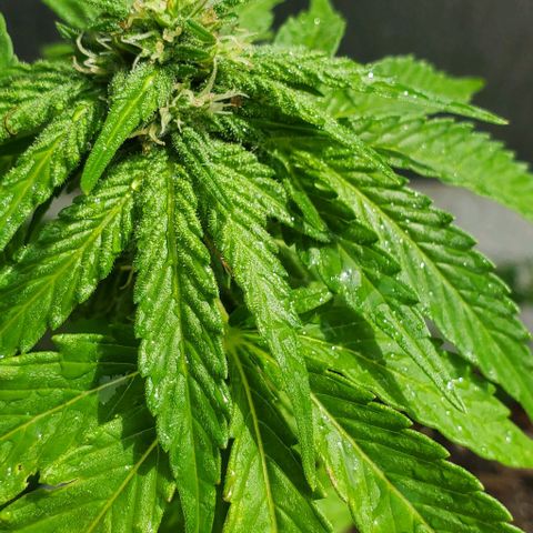Tati's wedding cake 🎂  growlog photo: Mother nature just gave her a 5 min shower for the day 