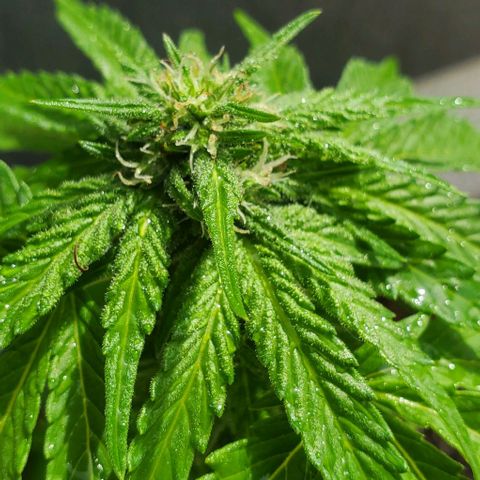Tati's wedding cake 🎂  growlog photo: Mother nature just gave her a 5 min shower for the day 