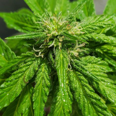 Tati's wedding cake 🎂  growlog photo: Mother nature just gave her a 5 min shower for the day 