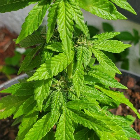 Tati's wedding cake 🎂  growlog photo: Mother nature just gave her a 5 min shower for the day 