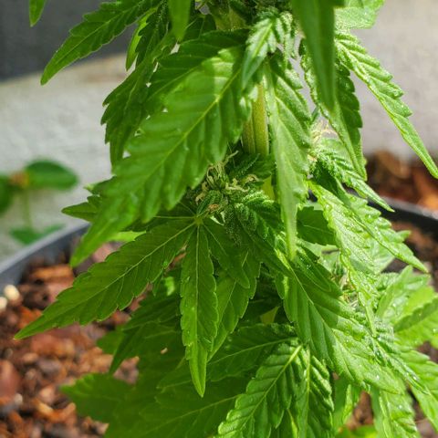 Tati's wedding cake 🎂  growlog photo: Mother nature just gave her a 5 min shower for the day 