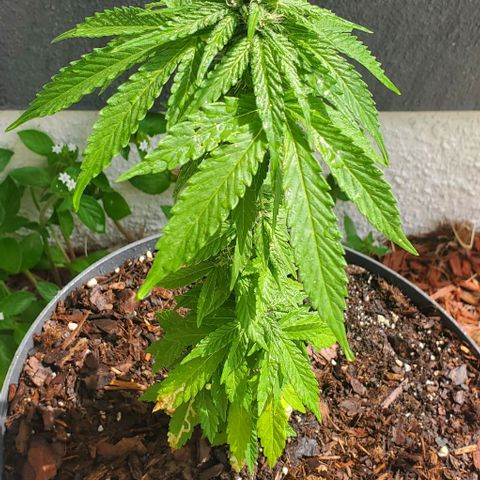 Tati's wedding cake 🎂  growlog photo: Mother nature just gave her a 5 min shower for the day 