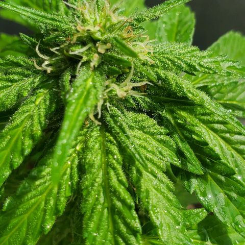 Tati's wedding cake 🎂  growlog photo: Mother nature just gave her a 5 min shower for the day 