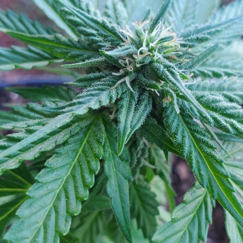Tati's wedding cake 🎂  growlog timeline photo
