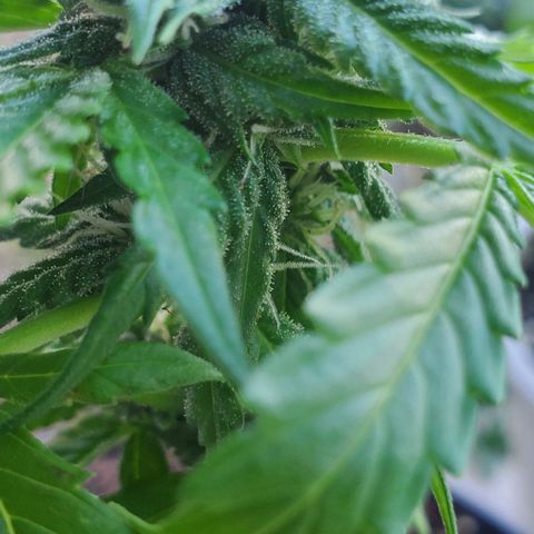Tati's wedding cake 🎂  growlog timeline photo