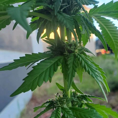 Tati's wedding cake 🎂  growlog timeline photo