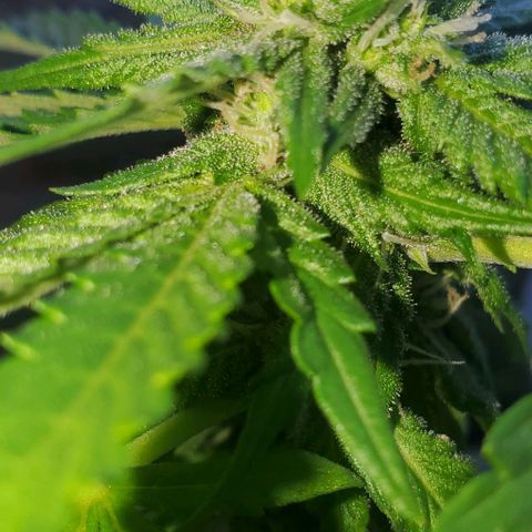 Tati's wedding cake 🎂  growlog timeline photo