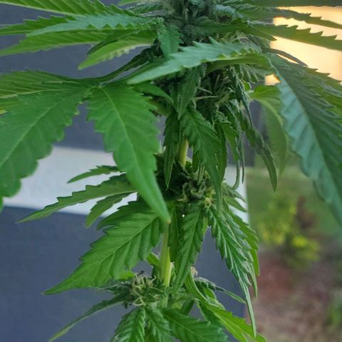 Tati's wedding cake 🎂  growlog timeline photo