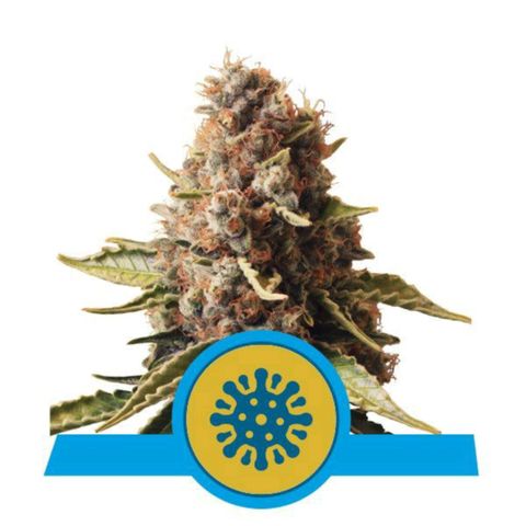 Critical Auto #1 growlog timeline photo