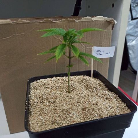 Cookie Kush #1 growlog timeline photo