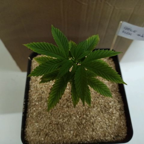 Cookie Kush #1 growlog timeline photo