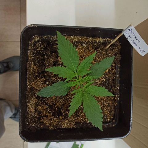 North #2 growlog timeline photo