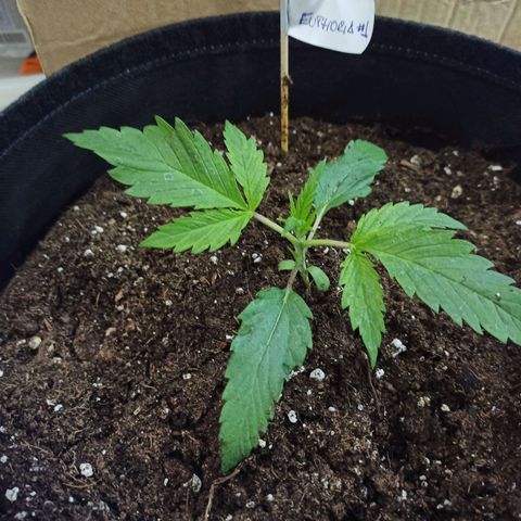 Euphoria #1 growlog timeline photo