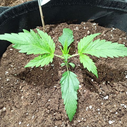 Euphoria #1 growlog timeline photo