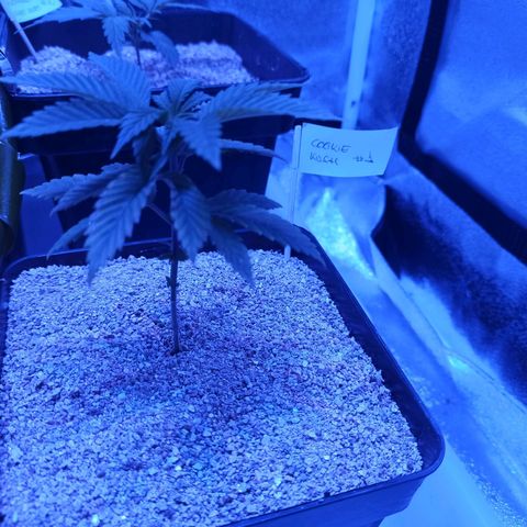 Cookie Kush #1 growlog timeline photo