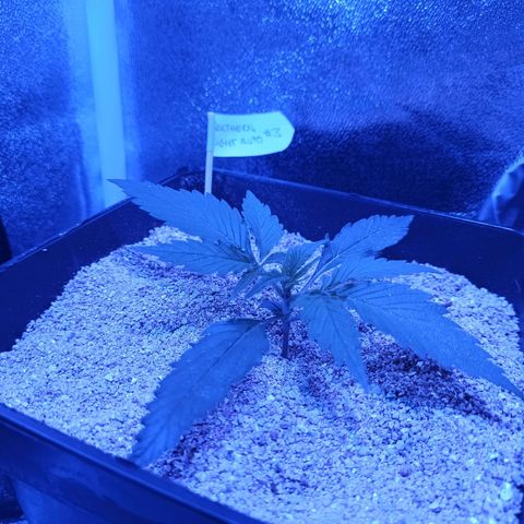 North #2 growlog timeline photo