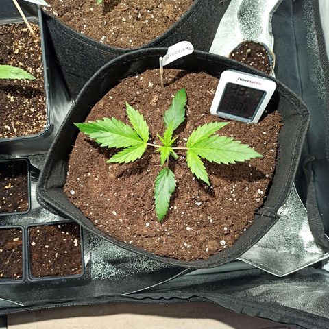 Euphoria #1 growlog timeline photo
