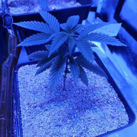 Cookie Kush #1 growlog timeline photo