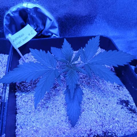 North #2 growlog timeline photo