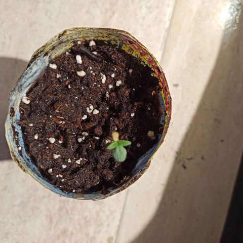 Critical Auto #1 growlog timeline photo