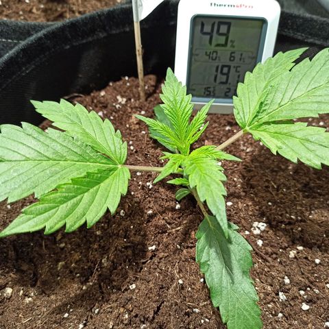 Euphoria #1 growlog timeline photo
