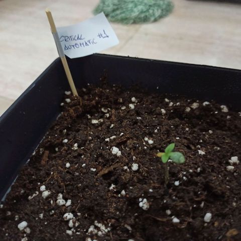 Critical Auto #1 growlog timeline photo