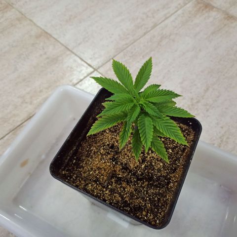 Cookie Kush #1 growlog photo: cambio vermiculita y limpieza 