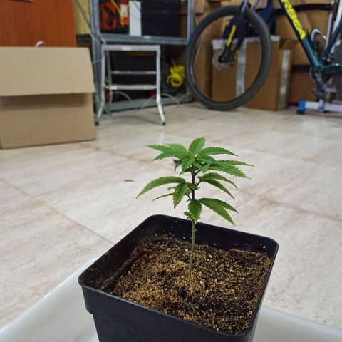 Cookie Kush #1 growlog timeline photo