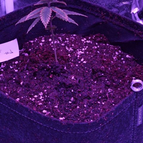 Cookie Kush #1 growlog timeline photo