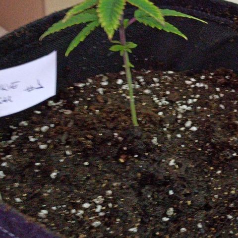 Cookie Kush #1 growlog timeline photo