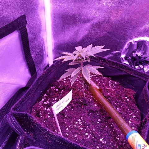 Cookie Kush #1 growlog timeline photo